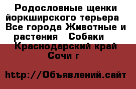 Родословные щенки йоркширского терьера - Все города Животные и растения » Собаки   . Краснодарский край,Сочи г.